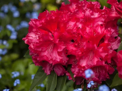 Finalizan inscripciones a Concurso de Jardines Frutillar