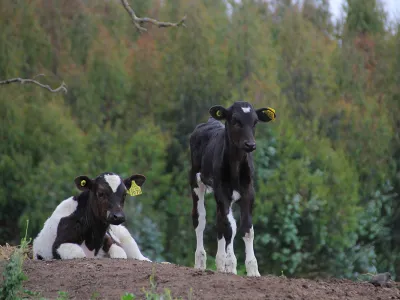 Fiscalización con sentido: SAG implementa plan de capacitación dirigido a la Agricultura Familiar Campesina
