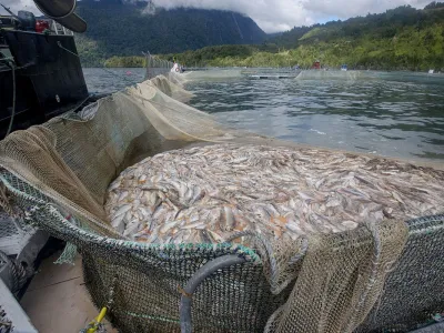 Greenpeace denuncia que las labores de retiro de mortalidad de peces aún no finalizan