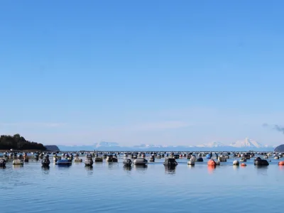 Informe aborda relación entre ceniza volcánica, salinidad y mortalidad de semillas de mejillón en el Estuario Reloncaví