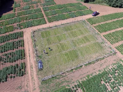 INIA implementará uso de drones y cámaras termales para generar nuevas variedades de papa de alto rendimiento y mejor adaptadas al cambio climático 