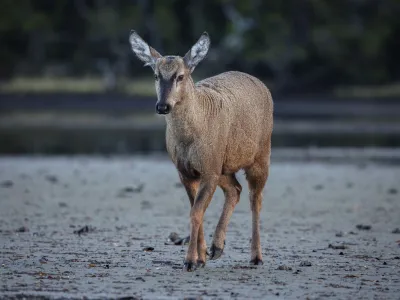 Inusual registro de huemul en las costas de Magallanes abre la esperanza de encontrar una nueva subpoblación de la especie en peligro de extinción