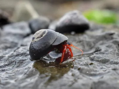 Investigación analizó el impacto del ruido antropogénico de salmoneras en el ecosistema acuático