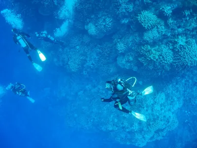 Investigadora de MASH participa en el descubrimiento de nuevas especies de algas Onlowiales en Rapa Nui y otras islas remotas