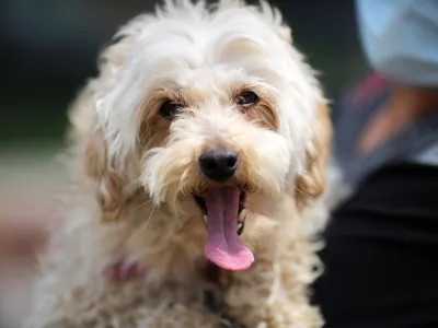 Lanzan la primera Encuesta Nacional sobre cuidado y salud de las mascotas