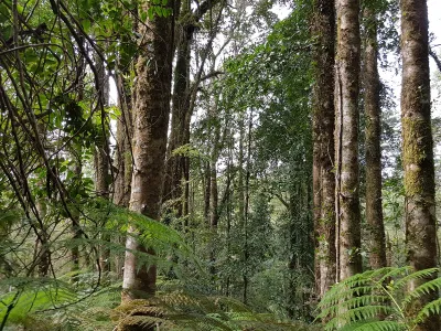 Más de 2 millones  800 mil hectáreas de superficie de bosque nativo tiene la región de Los Lagos