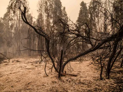 Más de 2.000 incendios forestales se han registrado ya en la temporada 2025-2026