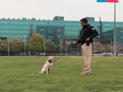 Mascota Protegida: lanzan cápsulas online para enseñar comandos de adiestramiento canino básico