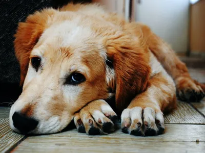 Mascotas: ¿Los perros se resfrían?