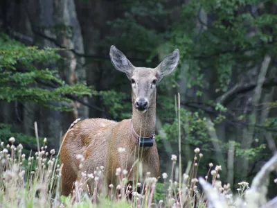 Minagri y Rewilding Chile lanzan Corredor Nacional del Huemul y anuncian primer centro de rescate para la especie en Aysén