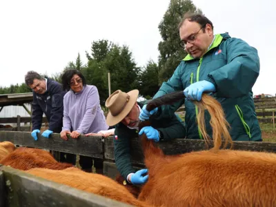 Ministerio de Agricultura anuncia iniciativa para erradicar la brucelosis bovina