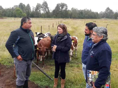 Ministerio de Agricultura entrega incentivos a productores que apuestan por la crianza de terneros de lechería