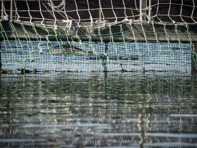 Ministerio del Medio Ambiente presenta denuncia ante el CDE para que ejerza acción de daño ambiental por fuga de salmones