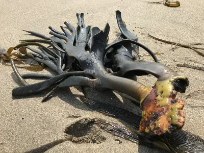 No fue fortuito: estudio revela que el cochayuyo sigue llegando a la Antártica