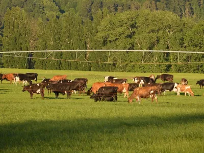 ONG Campo Seguro: Fresia y Puerto Varas presentan un 100% de aumento en casos de abigeato durante el 3º trimestre 2024