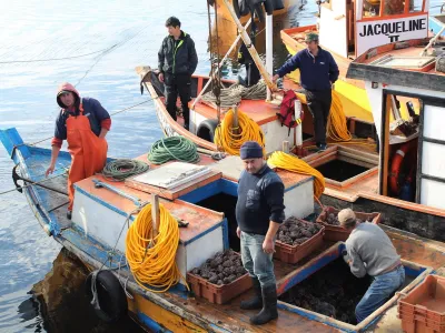Pescadores artesanales de Maullín buscan exportar locos a México