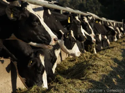 Plazo vence el 31 de diciembre: Cerca de 8 mil productores/as de la región de Los Lagos han actualizado información sobre existencia de animales en predios