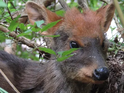 Por riesgo de atropello: turista entrega al SAG un pudú que estaba en la ruta internacional