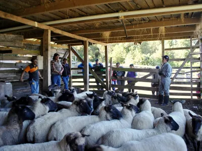 Productores ovinos de Cochamó y Hualaihué se preparan para el invierno