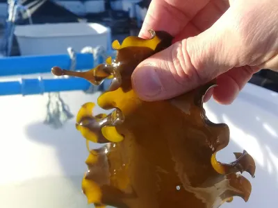 Proyectan cultivar el “cochayuyo” debido a alta demanda del mercado