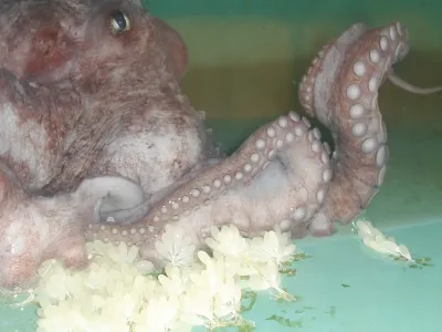 Revelan estrategia de sobrevivencia de pulpo rojo patagónico frente a la falta de alimento