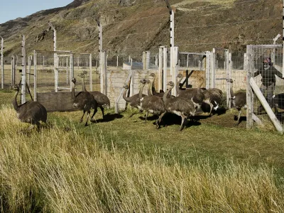 Rewilding o restauración ecológica: Cinco años recuperando la población de ñandúes en el Parque Nacional Patagonia