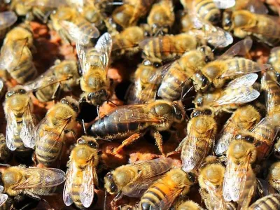 SAG certifica exportación de abejas reinas al mercado de Canadá