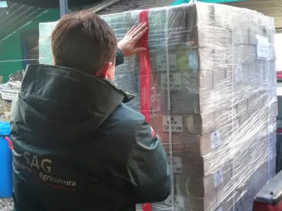 SAG certifica exportación: Miel premium producida en Chiloé se exporta a Japón en formato batida