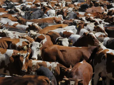 SAG en alerta por detección en Estados Unidos  de vacas lecheras positivas a influenza aviar