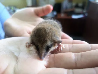 SAG libera a un monito del monte 