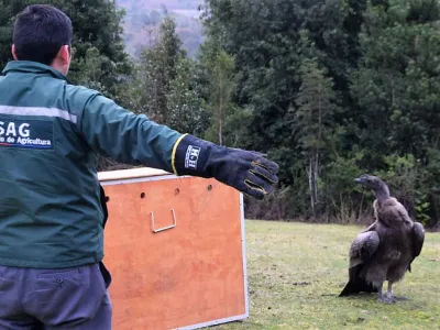 SAG libera con éxito a un pequeño cóndor