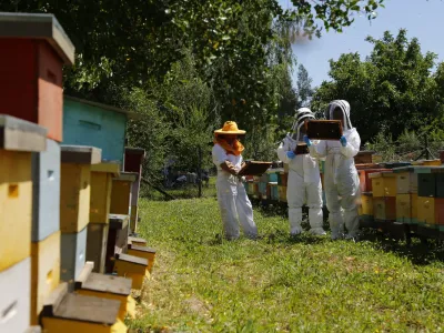 SAG llama a apicultores/as a registrarse en SIPEC Apícola para proteger a las abejas