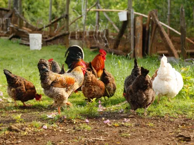 SAG llama a productores/as de aves domésticas reforzar medidas preventivas de bioseguridad