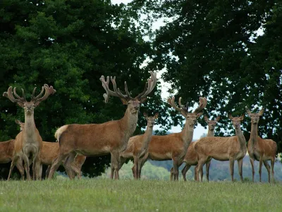 SAG llama a realizar Declaración Semestral de Fauna Silvestre del segundo semestre de 2020