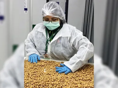 SAG Los Lagos certifica exportación de avellanas europeas a Alemania