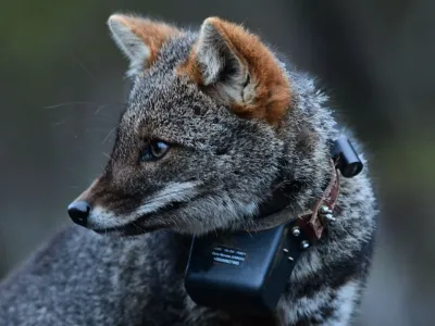 Se recupera zorro chilote en peligro de extinción: Parque Tantauco y Chiloé Silvestre liberan ejemplar tras accidente