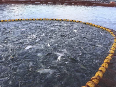 Senado despachó a ley proyecto que previene y sanciona el escape de salmones