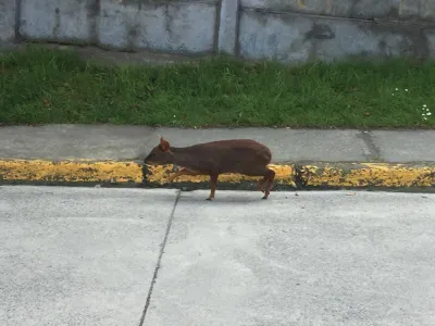 Seremi del Medio Ambiente llama a la precaución ante avistamientos de pudúes en periferia urbana de Puerto Montt