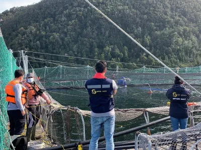 Sernapesca: Se ha retirado un 95% de mortalidad por contingencia FAN