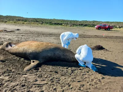 Siguen al alza los animales marinos muertos por influenza aviar en el país