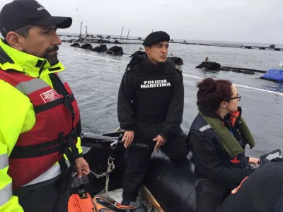 SMA ordena Medidas Provisionales a Centro Punta Redonda de Marine Harvest por fuga masiva de salmones