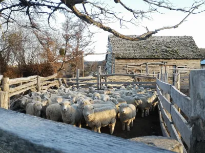 Trazabilidad ovina es la clave para fortalecer la sanidad animal y la gestión productiva del rubro