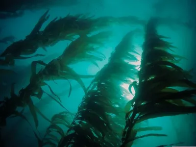 ¿Un Amazonas submarino en Chile? Estudio comprueba la capacidad de las algas para secuestrar carbono