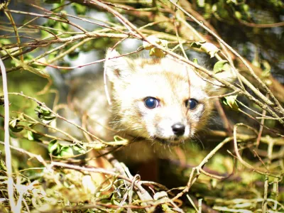 Universidad San Sebastián abrió sus centros veterinarios de Puerto Montt y Concepción para atender a animales afectados por incendios forestales