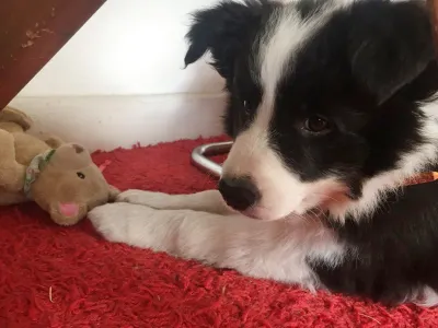 Vacunas en mascotas: todo lo que debes saber para protegerlos