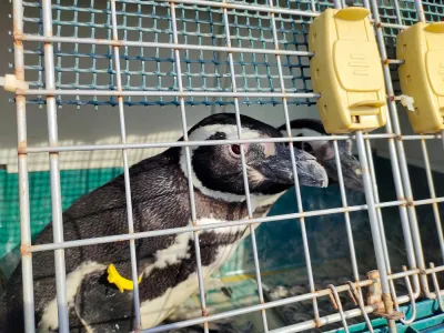 [VIDEO] Fundación Mundo Mar y Sernapesca retornaron a su hábitat a dos pingüinos magallánicos
