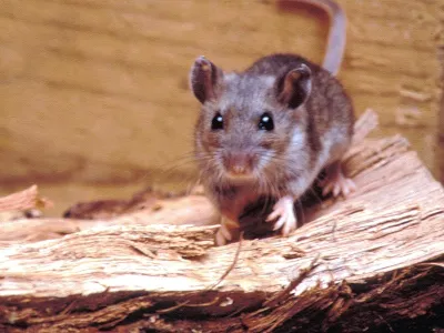 Zoonosis: cómo concientizar a la población sobre una sana relación con los animales